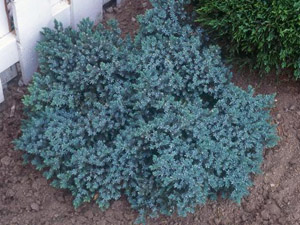 Juniper 'Blue Star'