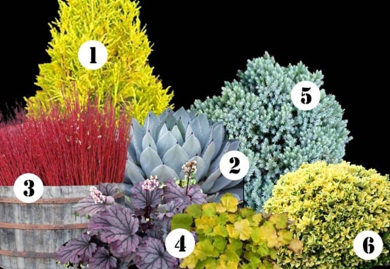 My front yard landscape plan this year & ideas for year-round color in your garden