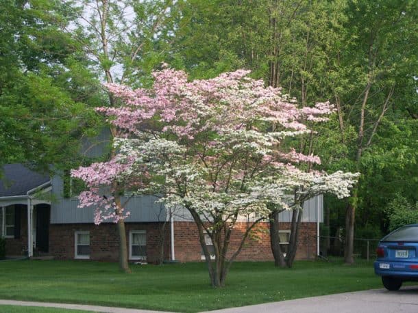 Choosing the Right Tree For Your Front Yard