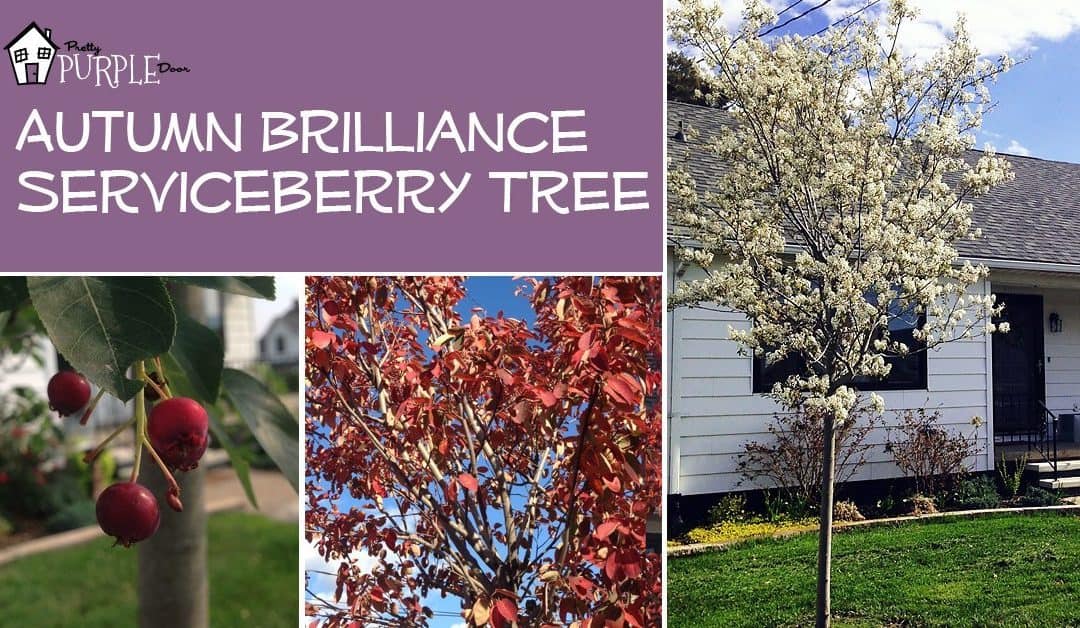 autumn brilliance tree autumn brilliance tree