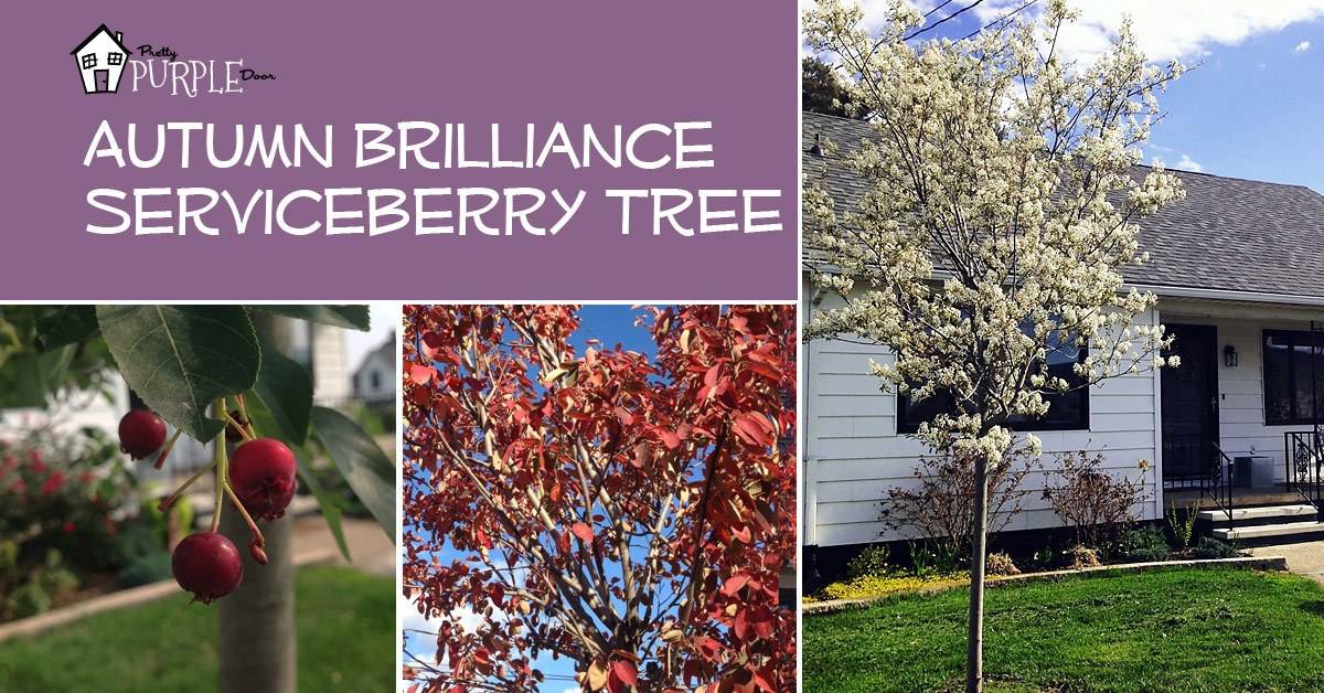 Autumn Brilliance Serviceberry, PrettyPurpleDoor.com