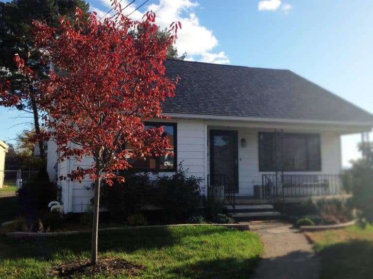 Best Small Ornamental Trees with Multi-Season Interest