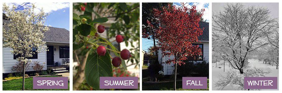 Autumn Brilliance Serviceberry, PrettyPurpleDoor.com