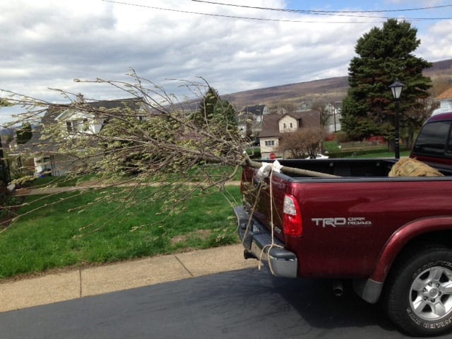 purple tree truck