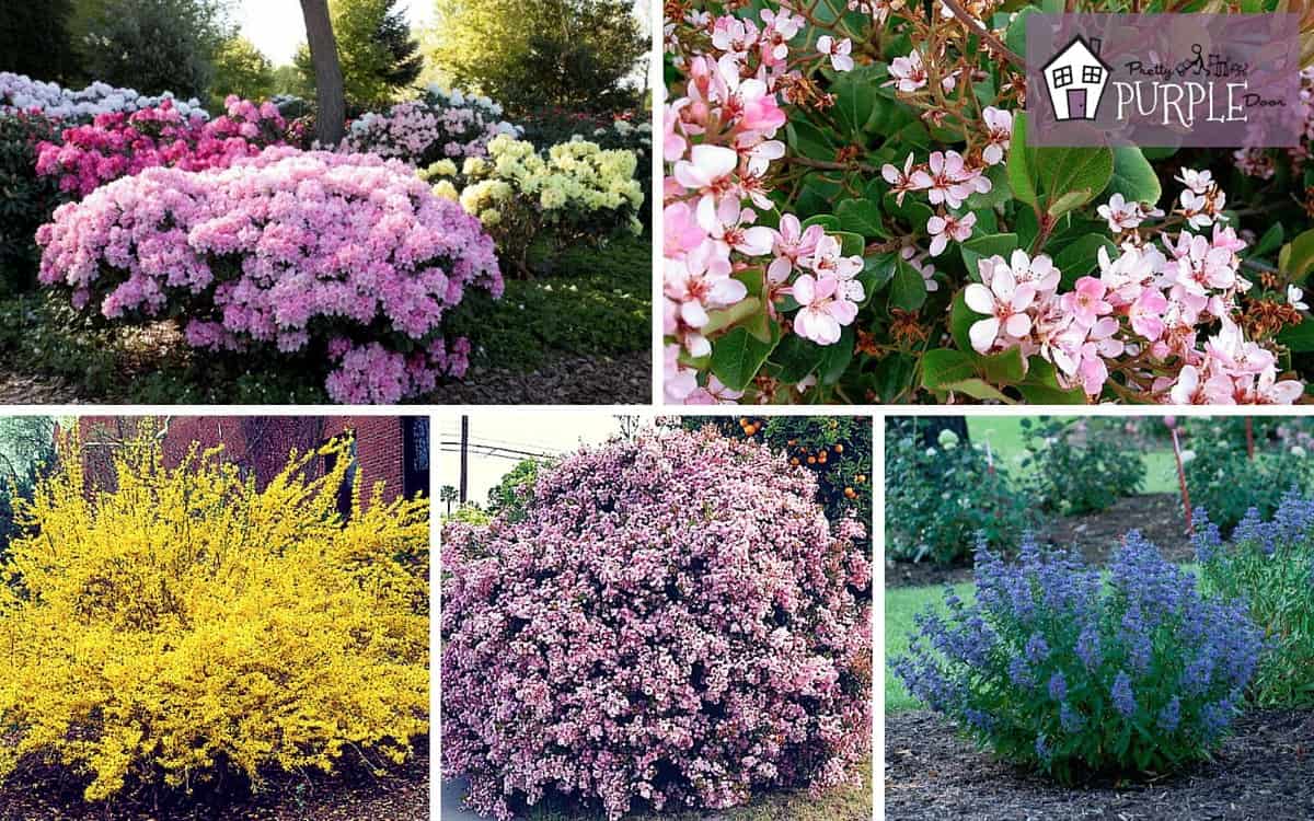 Perennial Garden Plan: Deciduous Perennial Shrubs Layer 3 ...