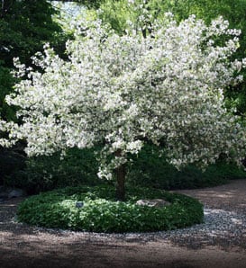 snowdrift crab apple tree