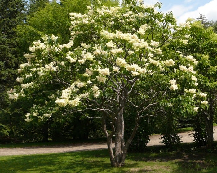 Japanese lilac tree (ivory silk)