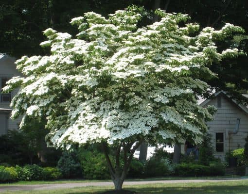 Kousa dogwood front yard tree