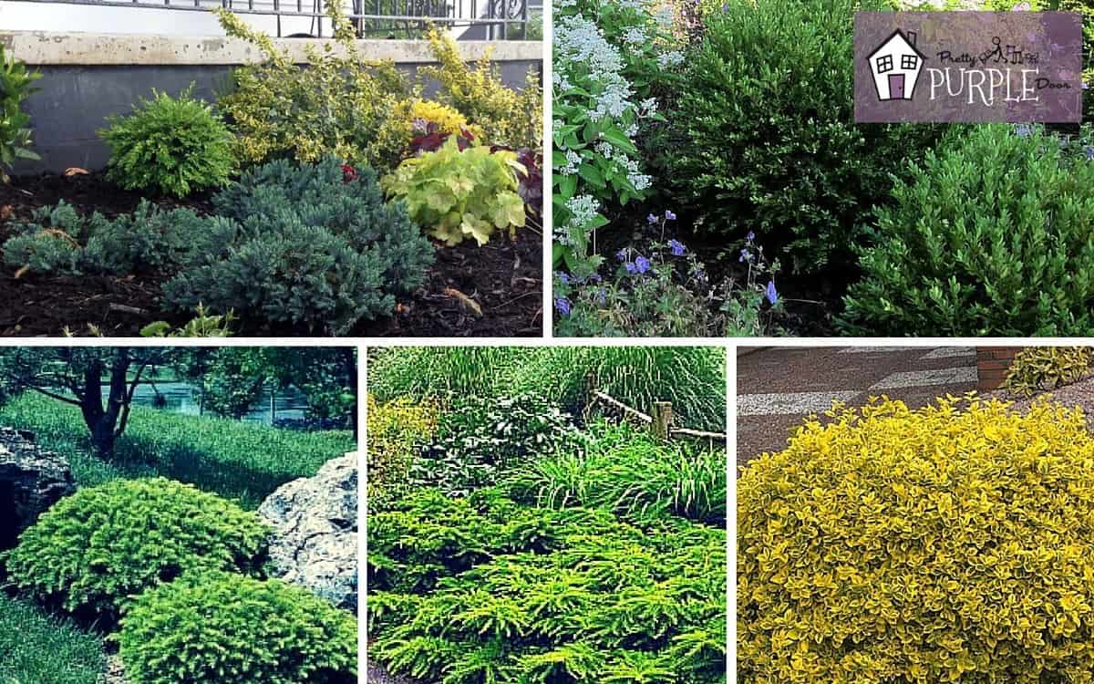 ornamental evergreen shrubs