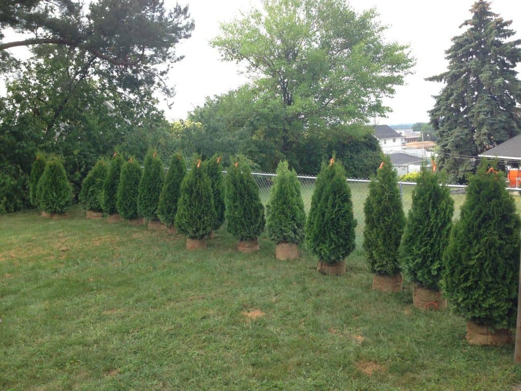 planter des arbres d'intimité