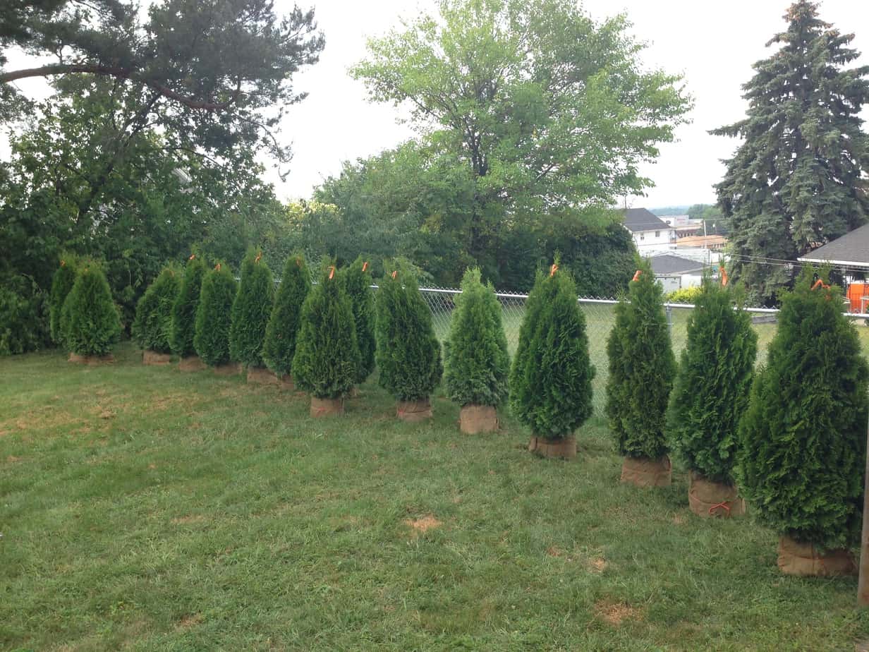  Privacy Hedge Trees for Simple Design