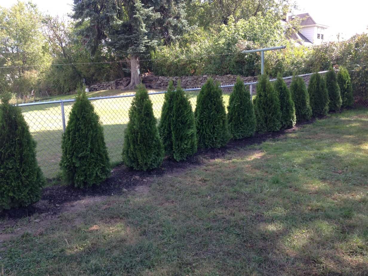 How to plant Emerald Green Arborvitae privacy trees distance, etc ...