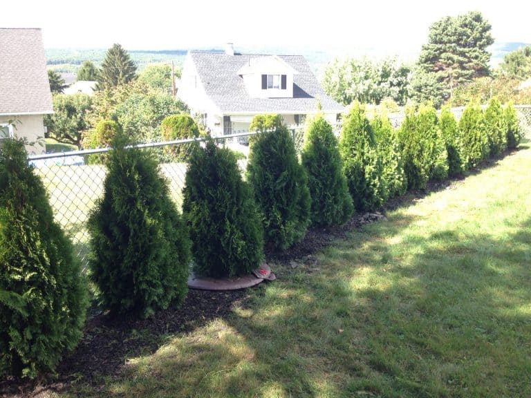 How to plant Emerald Green Arborvitae privacy trees (distance, etc)