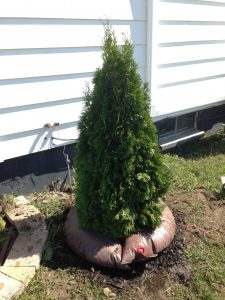 How To Plant Emerald Green Arborvitae Privacy Trees Distance Etc Pretty Purple Door