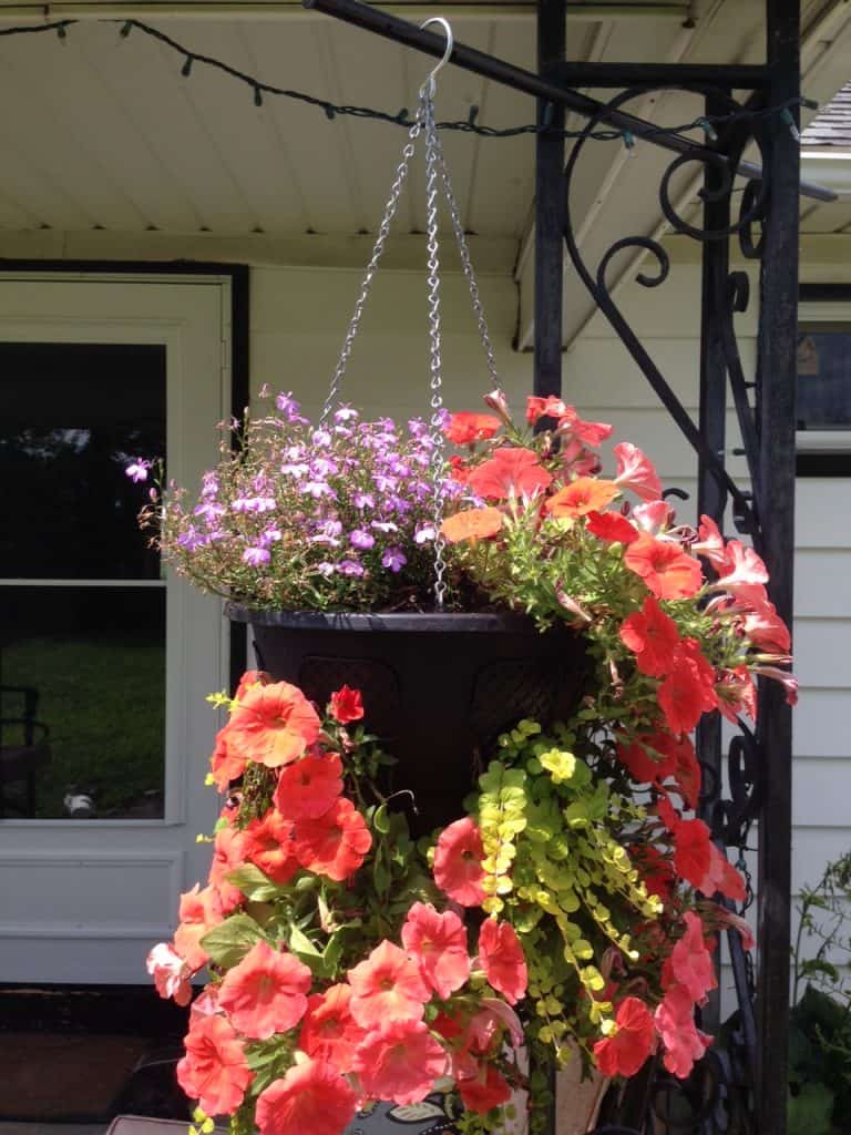 DIY Self Watering Hanging Basket: Pretty Purple Door