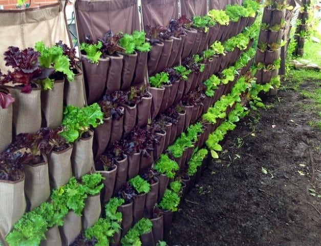 vertical planter from indoor shoe holder