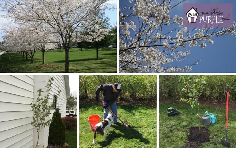 Planting a Yoshino Cherry Blossom Tree