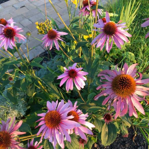 Echinacea Purple Coneflower