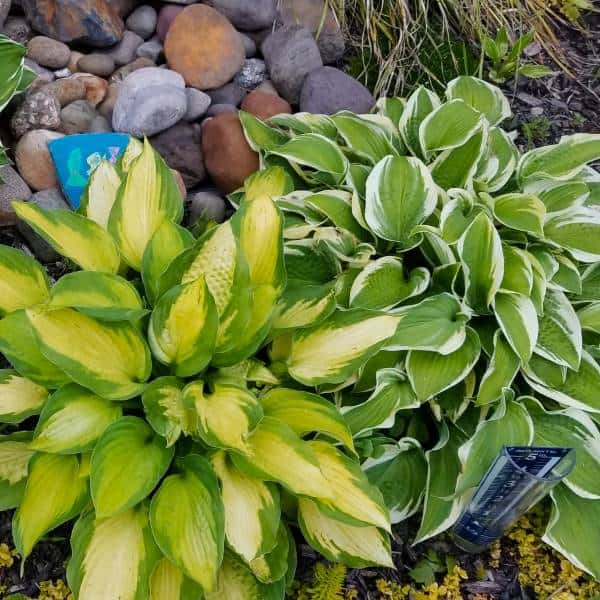 Hosta Perennial Plant for Shade