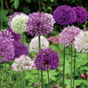 alliums