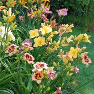 daylilies mix - great perennial flower
