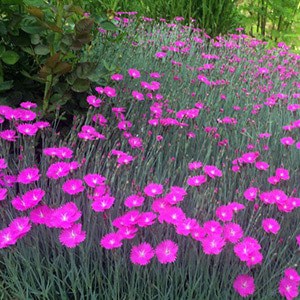 Dianthus