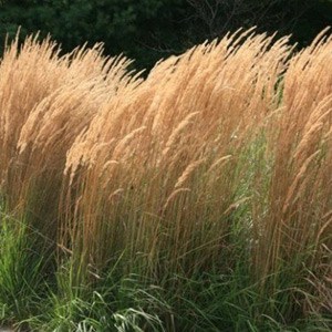 Feather Reed