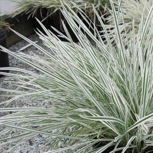 striped tuber oat grass