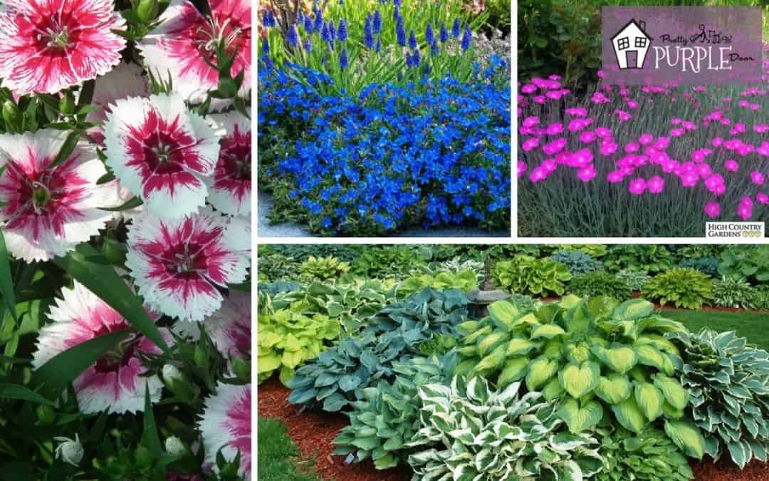 no fuss perennials to add color your garden