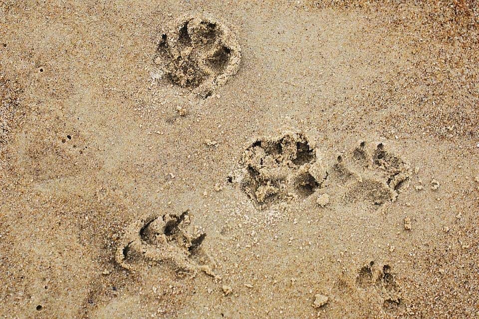 building a sandbox for your dog