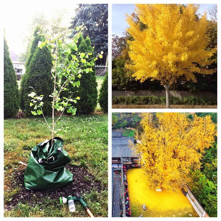 What's So Great About the Ginkgo Tree?