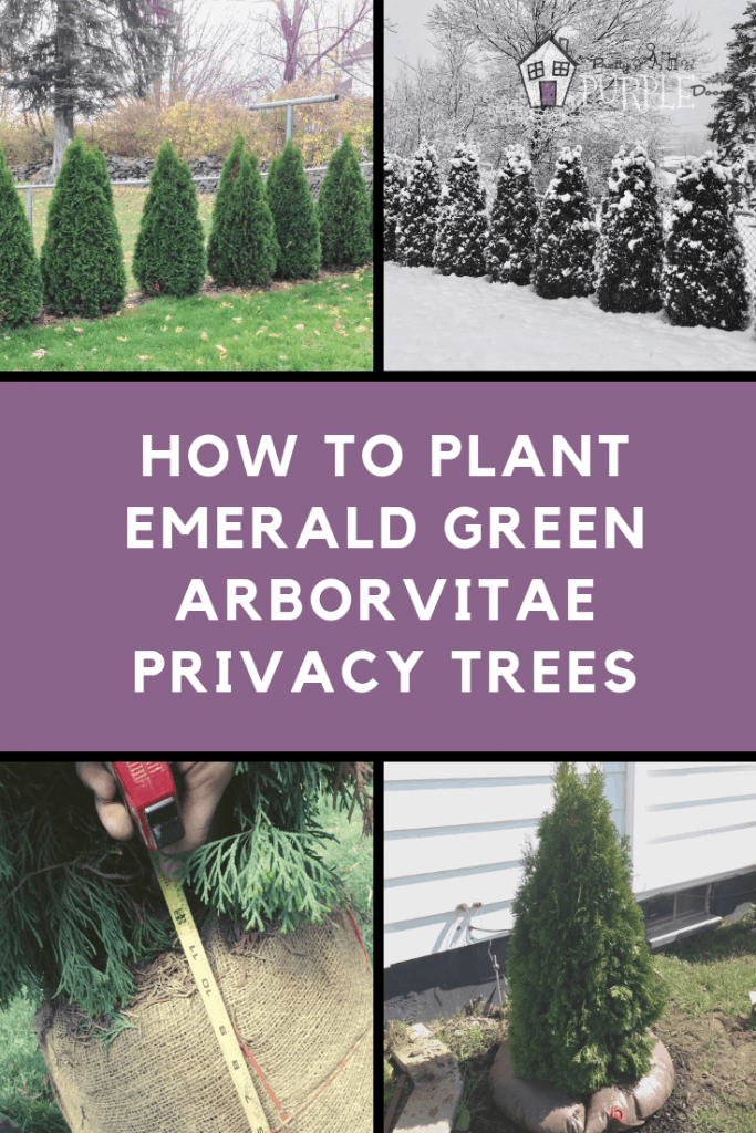 plant emerald green arborvitae trees for privacy