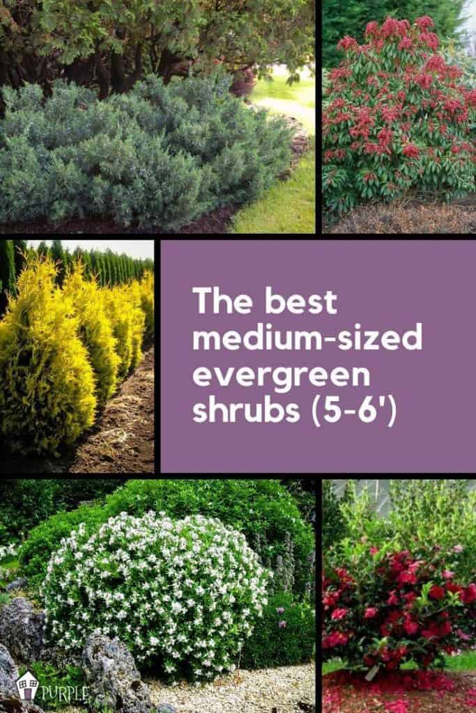 5 6 Foot Evergreen Shrubs