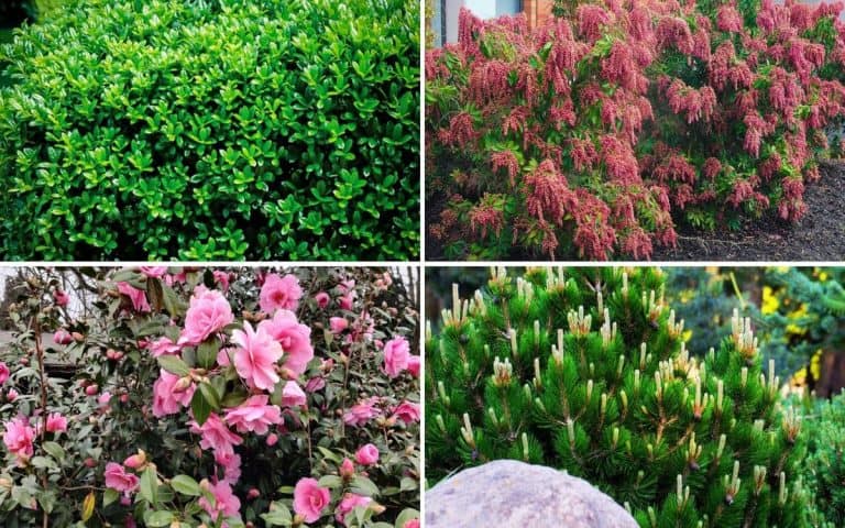 5-6 Foot Evergreen Shrubs For Your Landscape