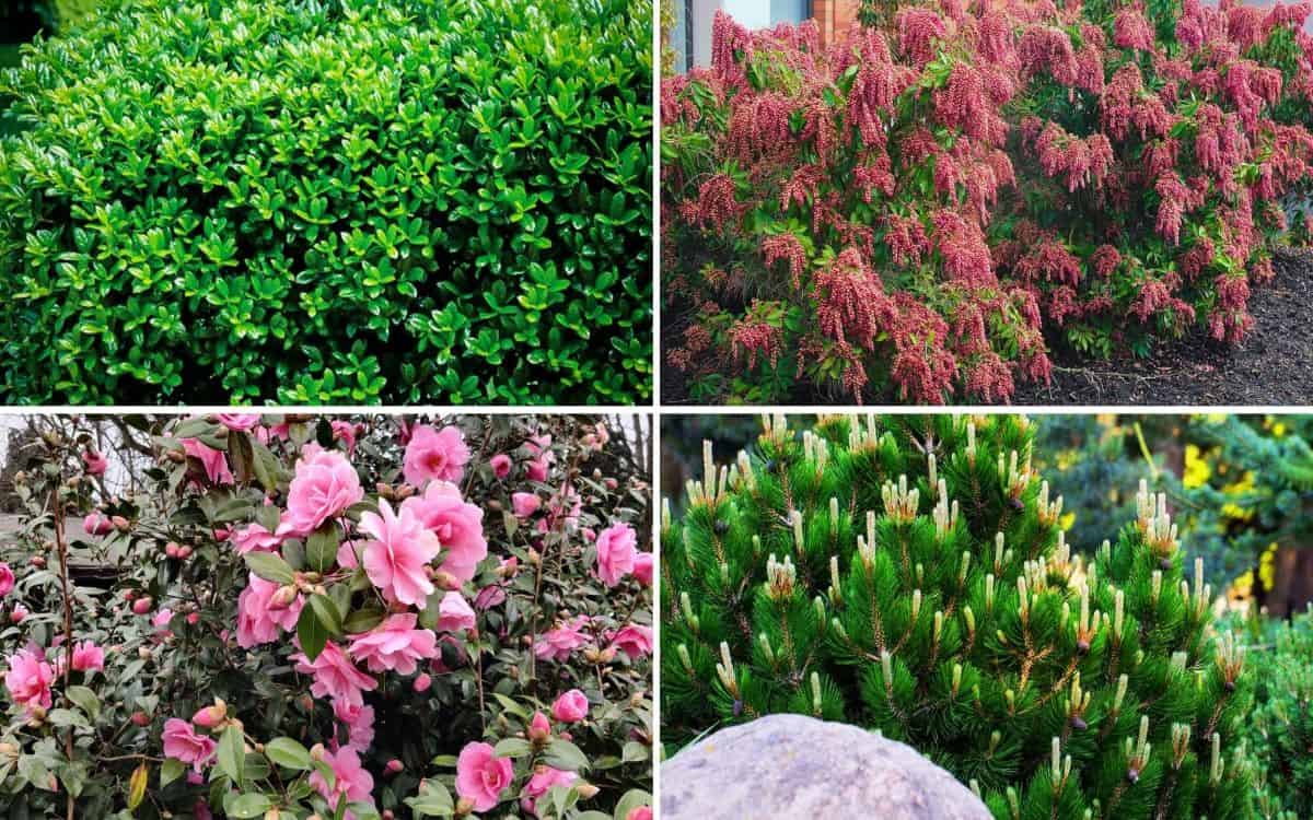 ornamental evergreen shrubs