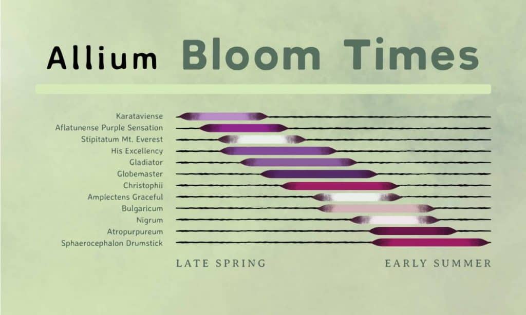 Allium Bloom Times Chart