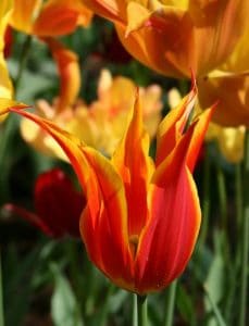 Red lily tulip with yellow rim