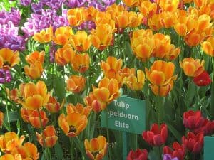 Tulip festival 2019 on Yelagin Island Apeldoorn Elite