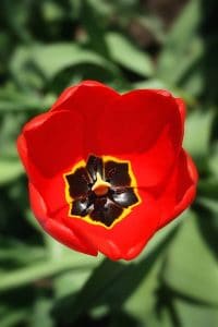 Red tulip shot from above looking inside at black center