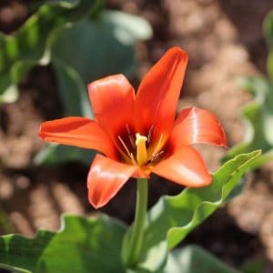 Greigii tulip Orange Toronto