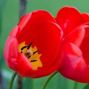 Red Tulips with yellow Centers