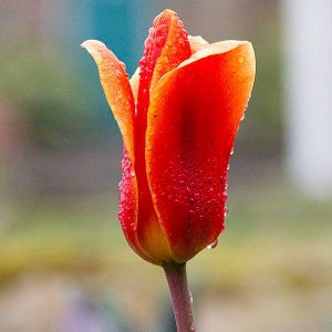 Single Red Emperor Madam Lefeber Tulip with Dew Drops