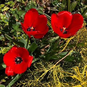 Red Oxford Tulips blooming along Tranquility Court Fairfax VA