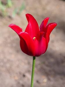 Red Shine Tulip cultivated in Wrocław University Botanical Garden, Wrocław, Poland. 