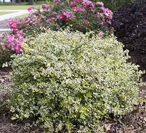 Abelia 'Radiance'