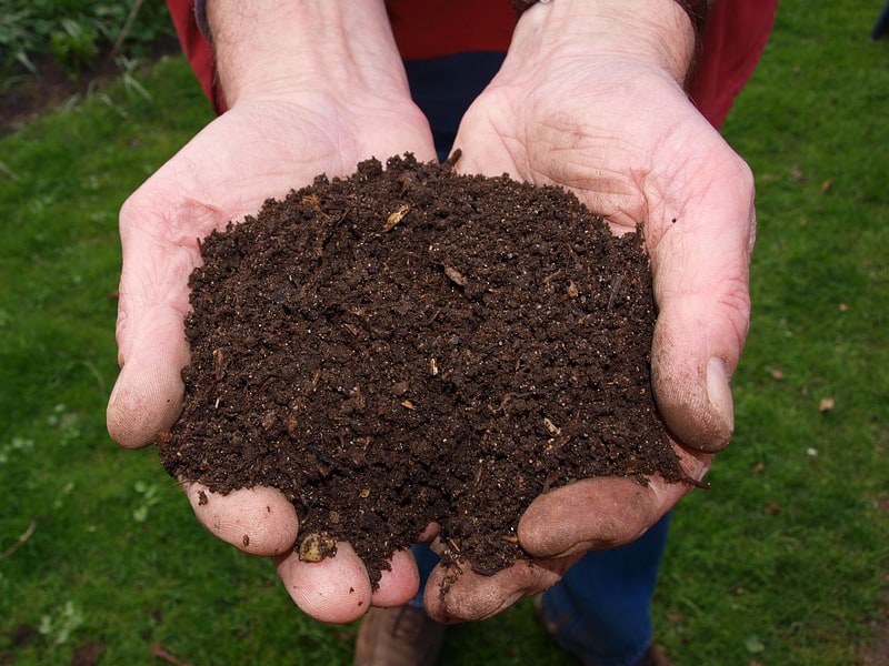 Amend your soil with compost to improve the quality