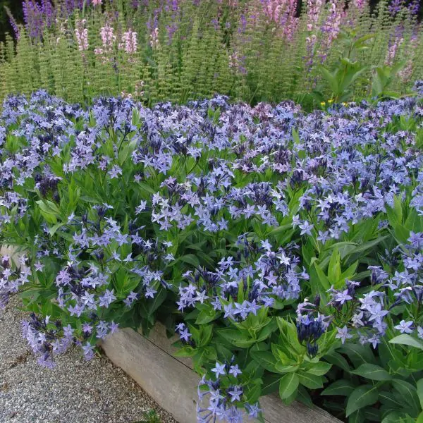 light blue flower blossoms on amsonia in the springtime