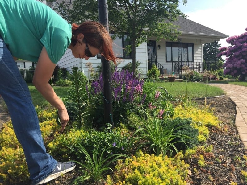 DIY beginner landscaping & 4-season garden design | Pretty Purple Door