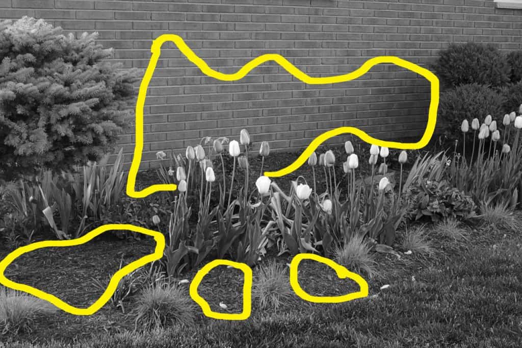 Analyze photos of your landscape