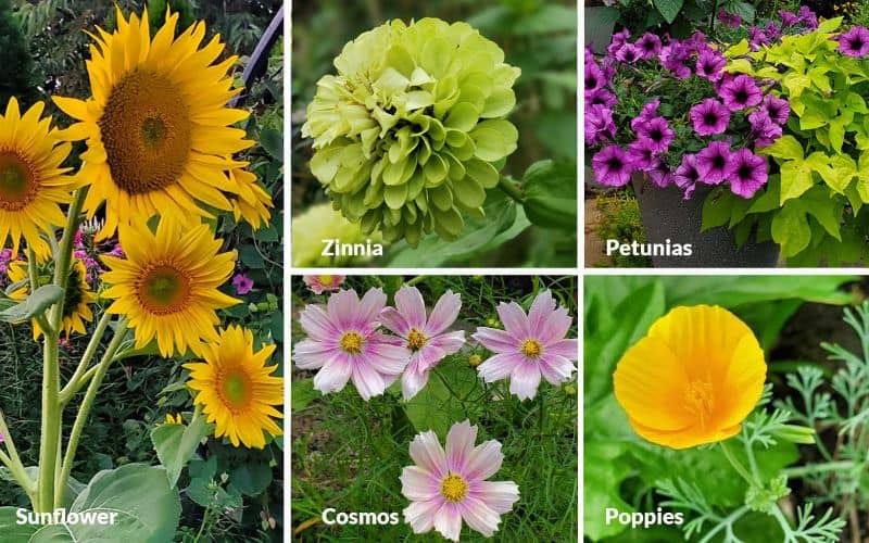 Types of Flowers & Plants: Perennial, Annual, Biennial Demystified